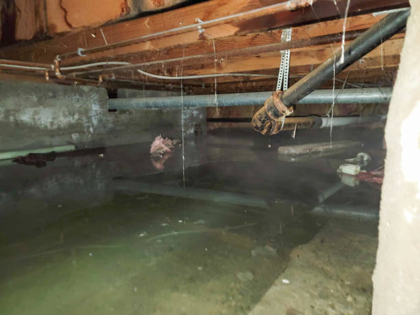 Best Ceiling water damage repair  in Port Byron, NY